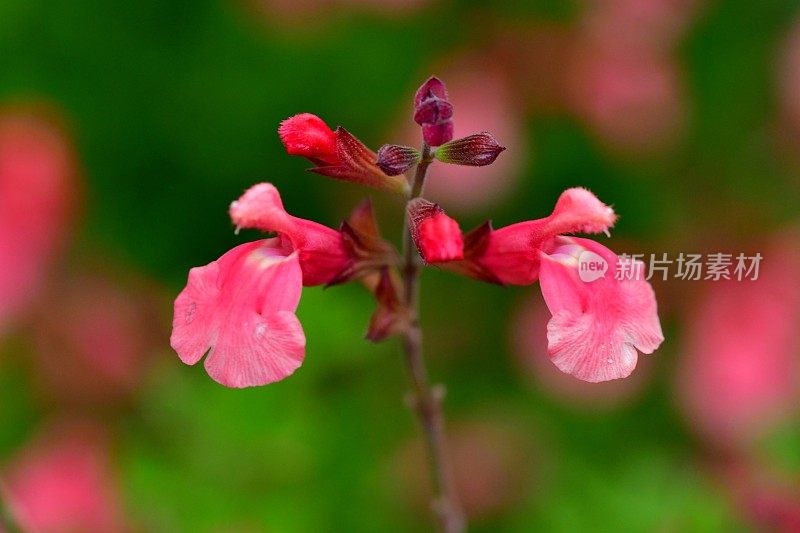 萨尔维亚微植物/婴儿圣人